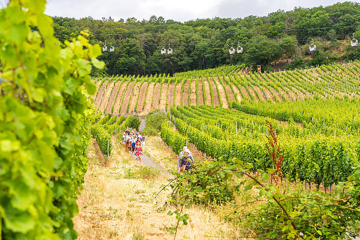 Gruppe läuft durch die Weinberge in Rüdesheim, im Hintergrund ist die Seilbahn zu sehen.