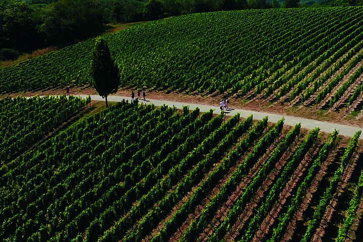 Rheingau Insights