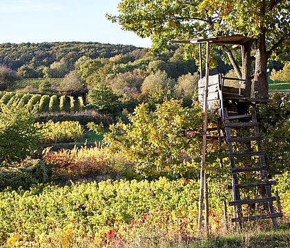 Weinlandschaft Hallgarten