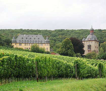 Schloss Vollrads Weinberg